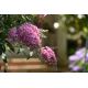 Budleja Dawida 'Pink Cascade'